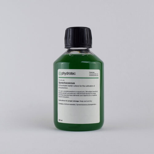 Fitoplancton vivo Synechococcus