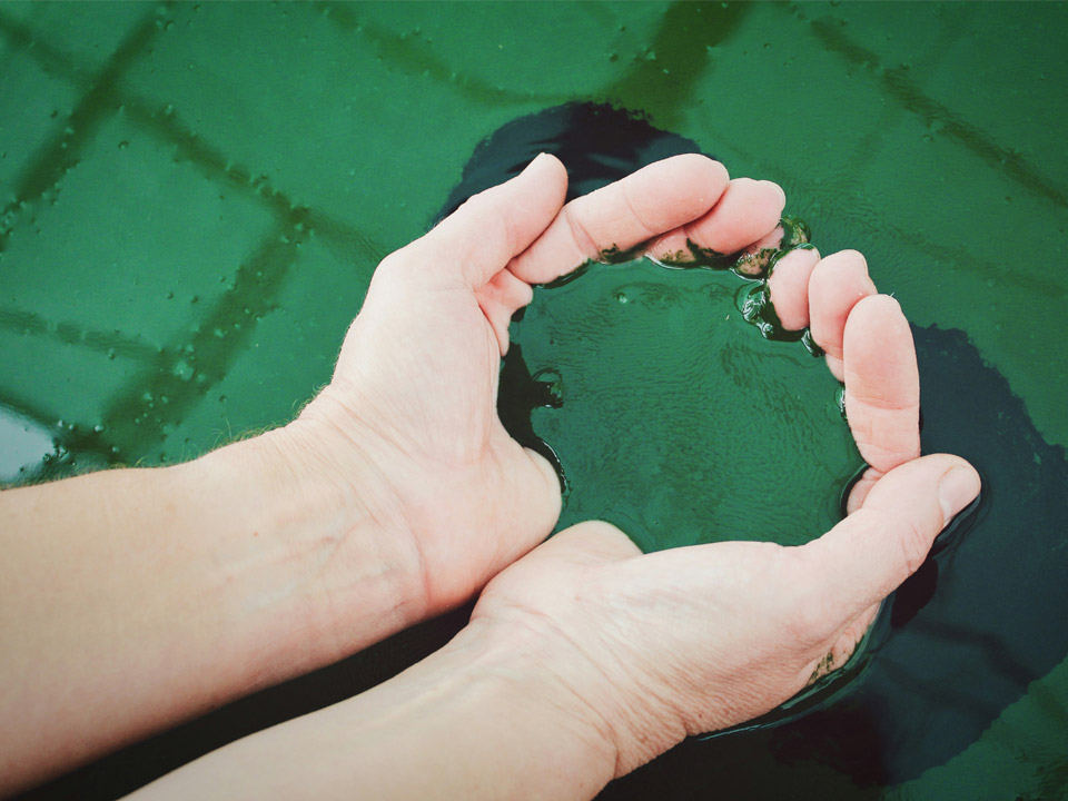 Scopri di più sull'articolo Coltivare Spirulina: best practice per la coltivazione casalinga