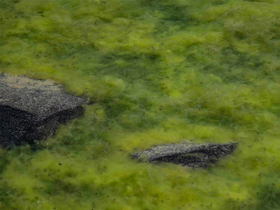 Il ruolo delle alghe e del fitoplancton nella biologia marina
